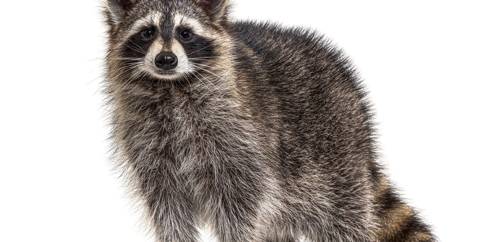 Young raccoon facing the camera