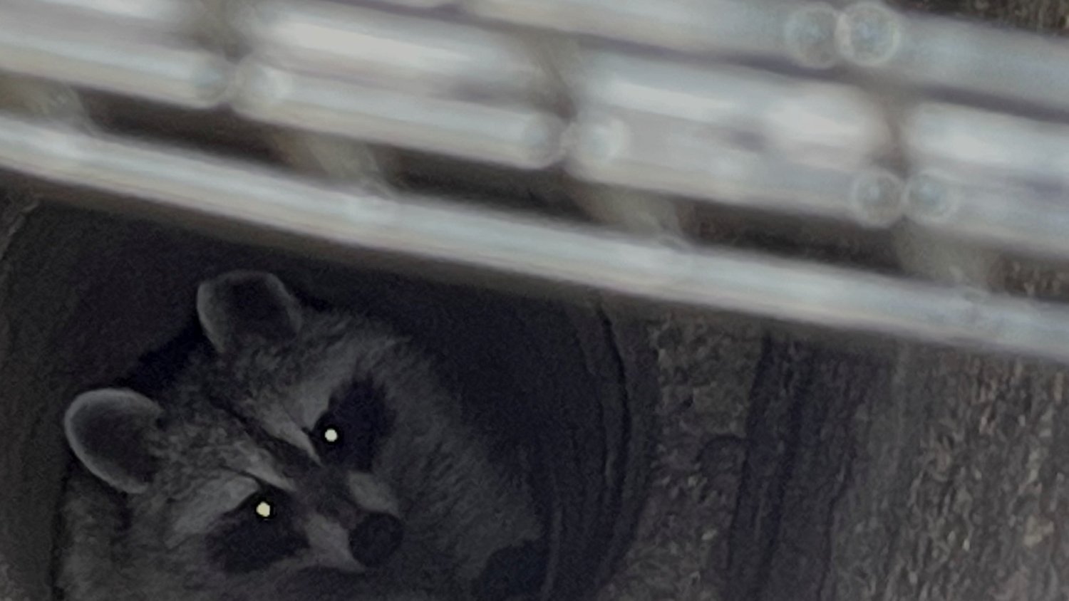 Common Illinois raccoon
