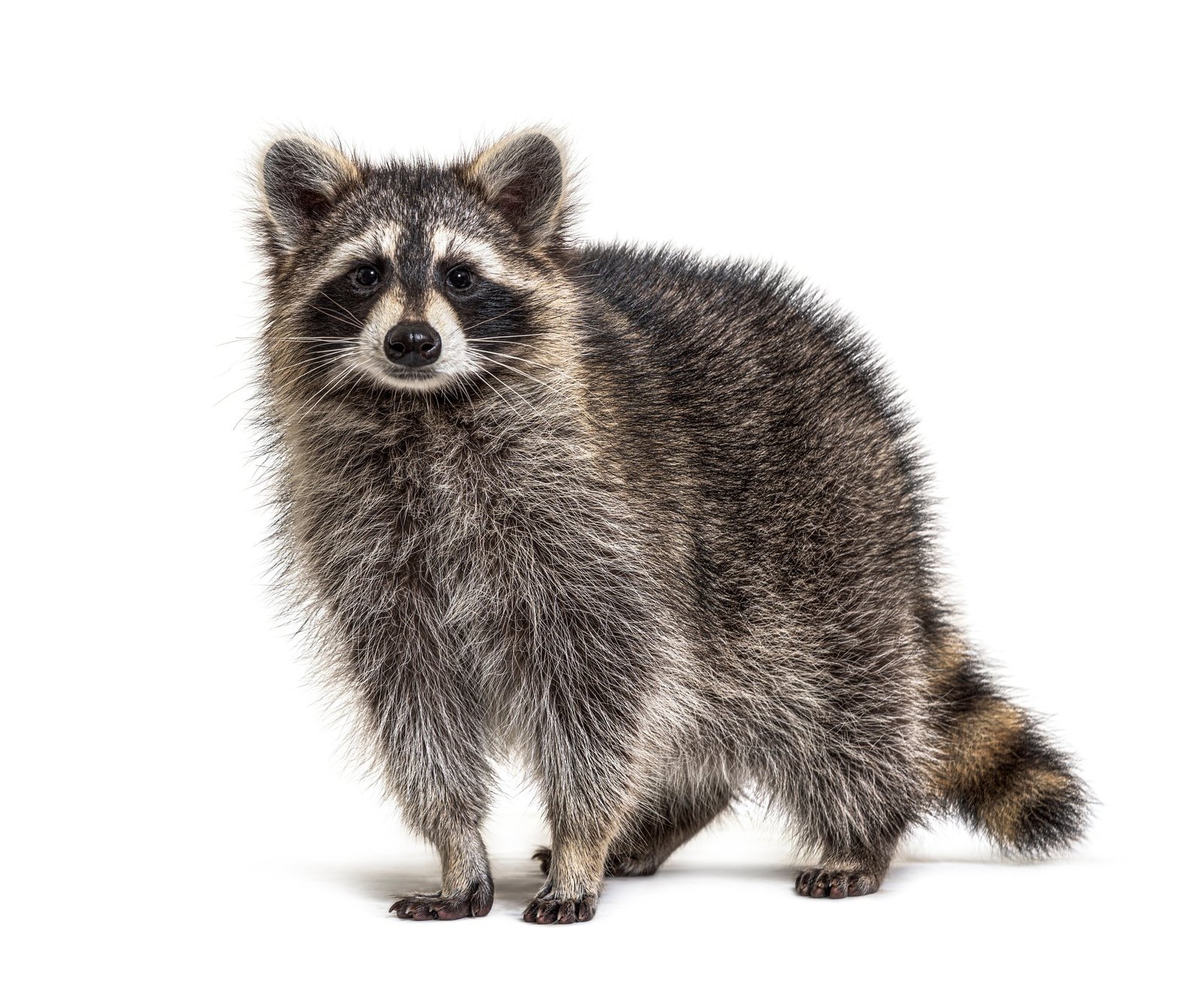 Wildlife Management Techniques: Protecting Your Naperville Property And Environment