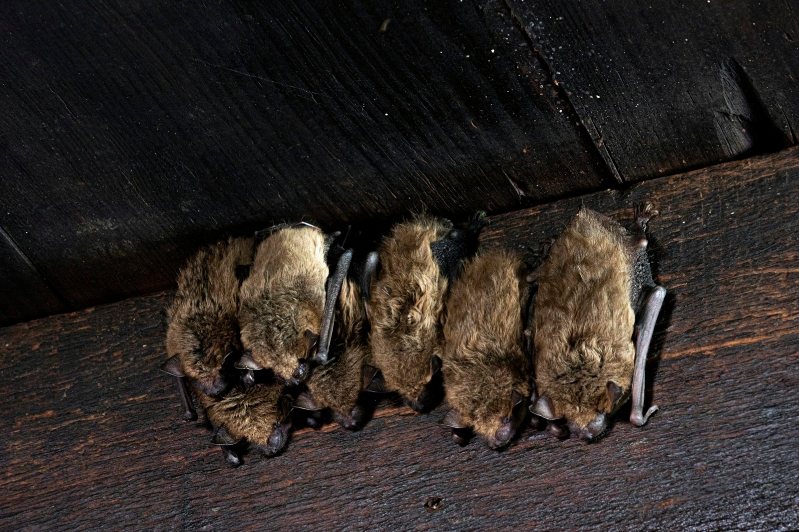 Bat Removal In Naperville, IL