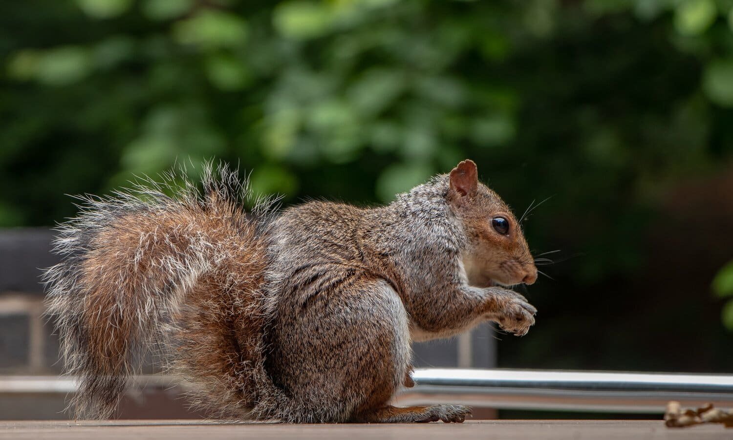 Squirrel near an Illinois home roofline