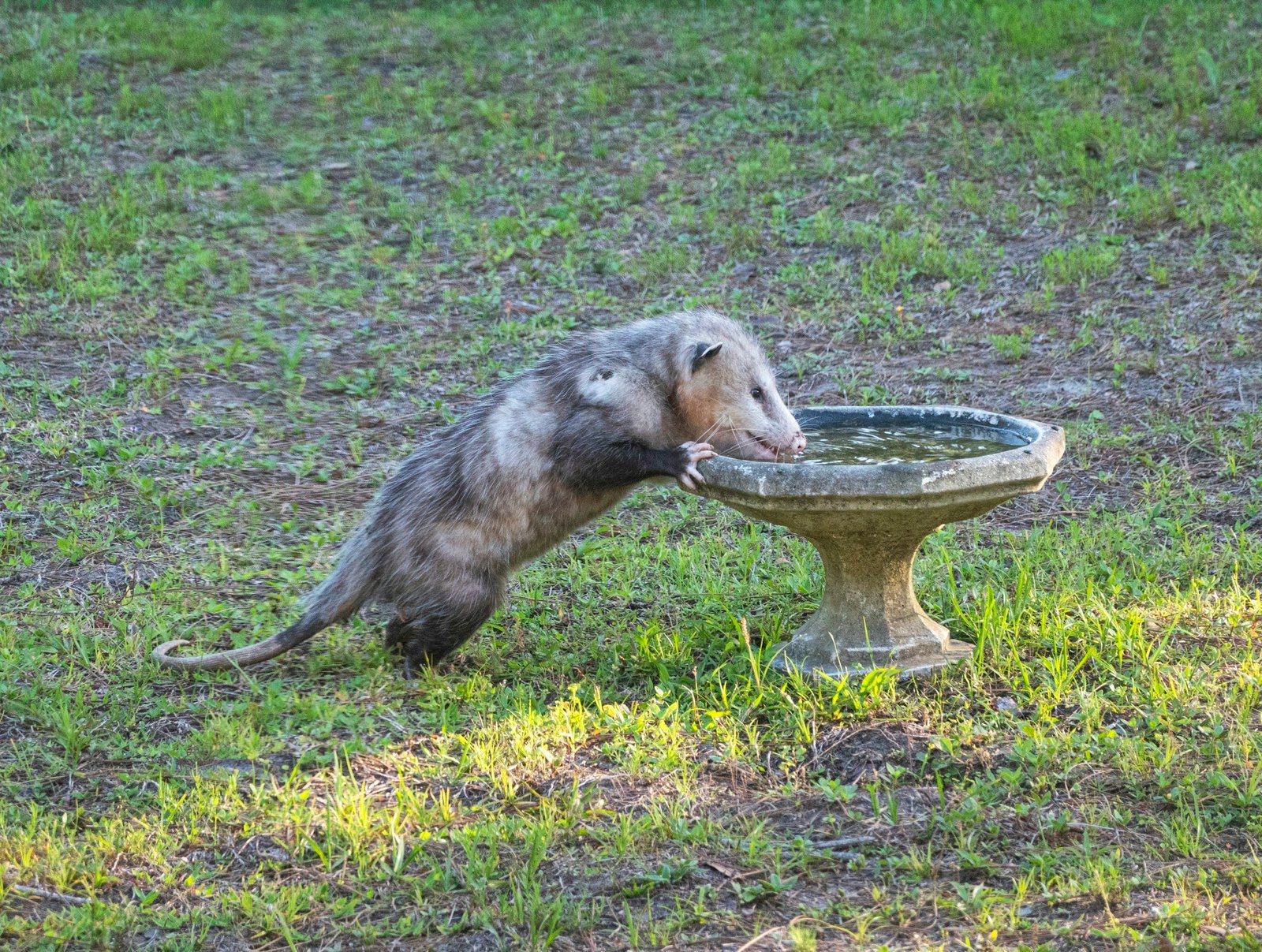 Are Opossums Something To Worry About In Aurora?