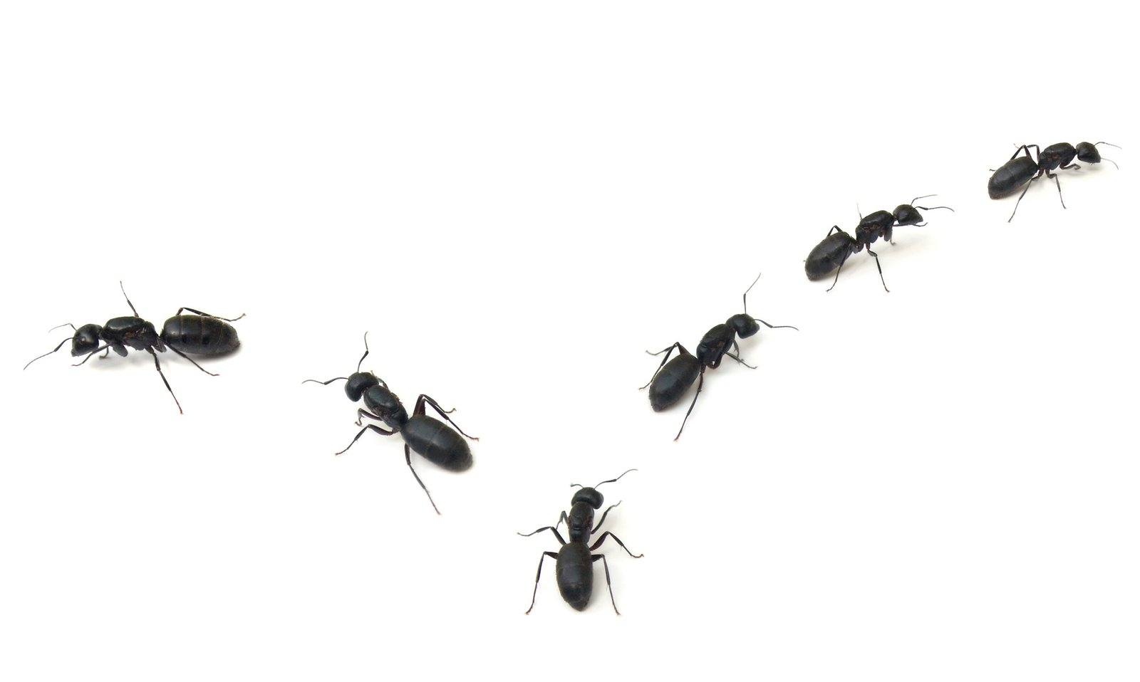 How To Keep Ants Out Of Your Naperville Home