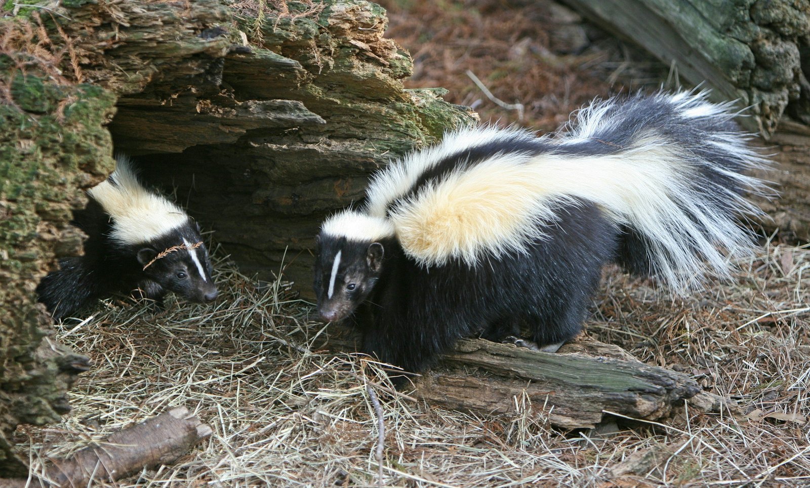 Skunk near a residential structure