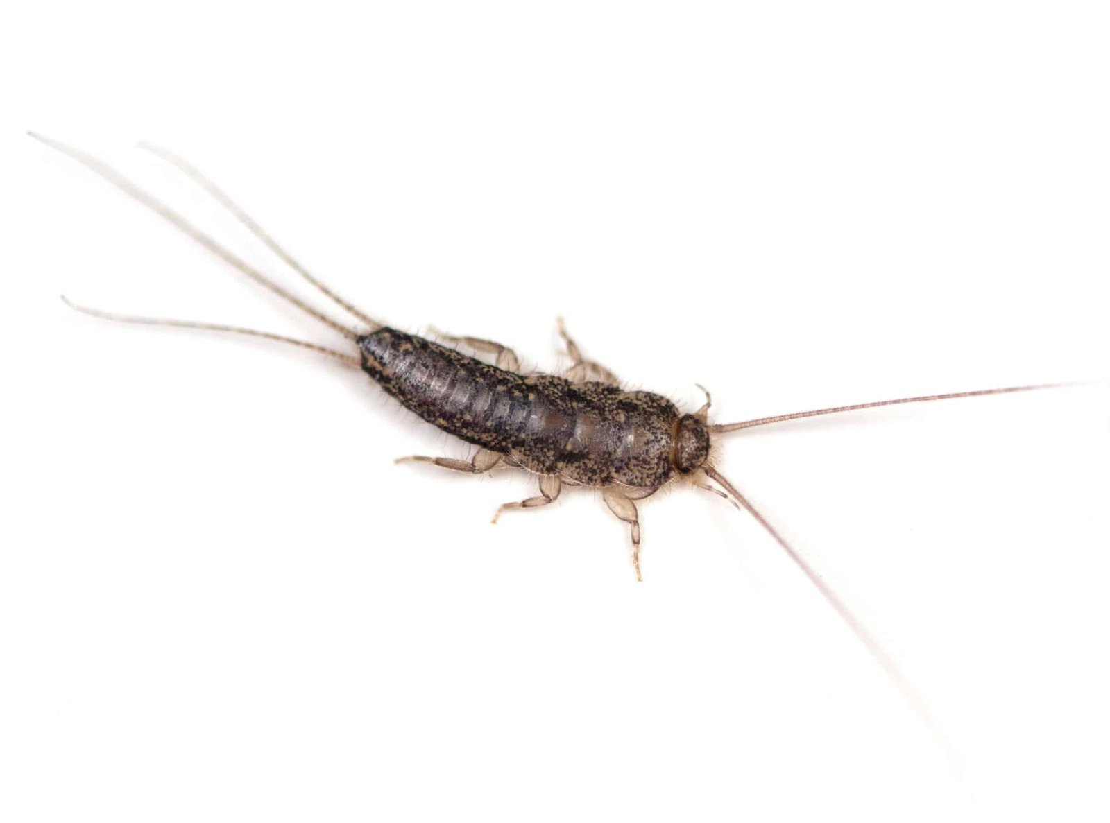 Say Goodbye To Silverfish In Your Aurora Home