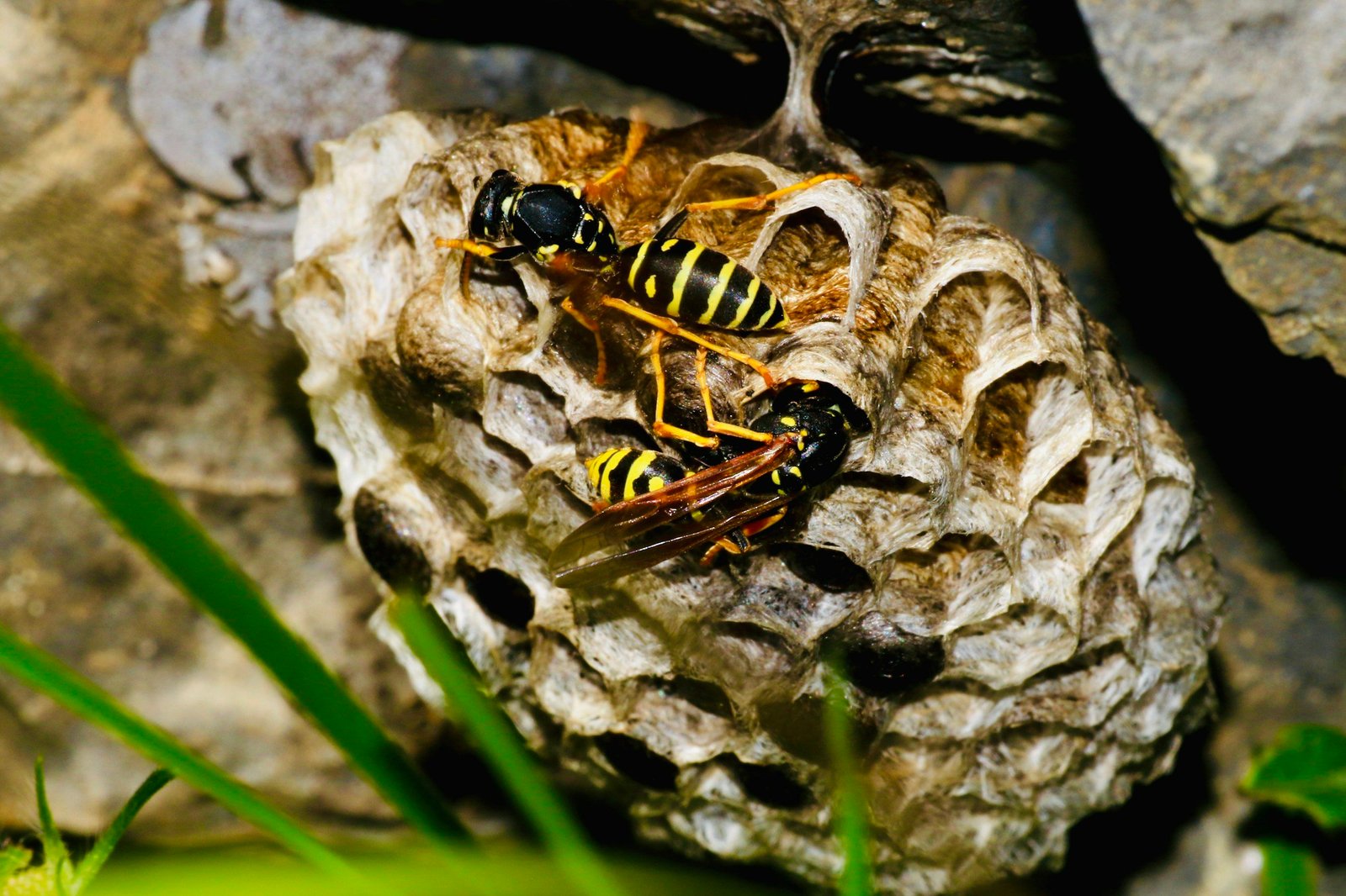What To Do When You Find A Wasp Nest On Your Naperville Property