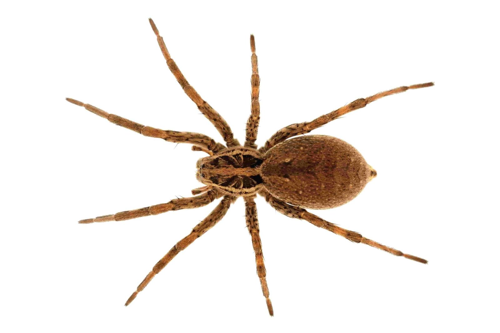 Spider Wars: How To Win The Battle Against Arachnids In Naperville Homes