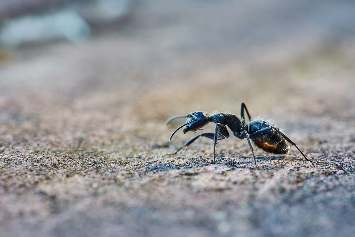 Ant identification