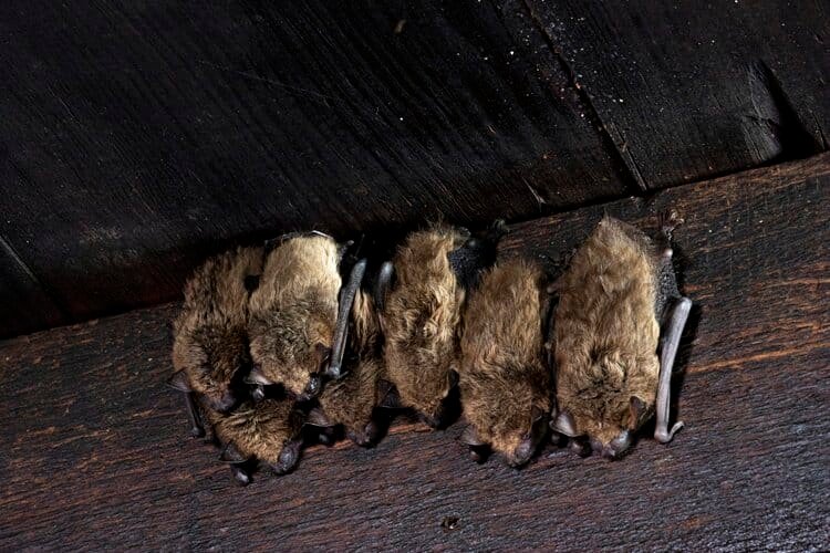 Bat identification