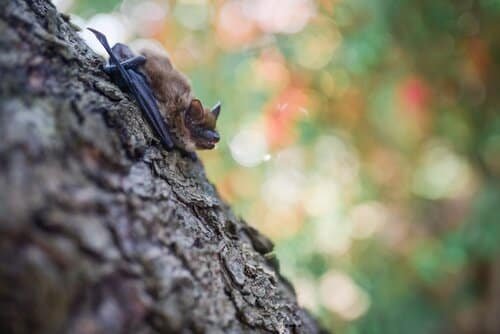 Illinois bat resting on tree bark