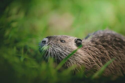 Groundhog identification