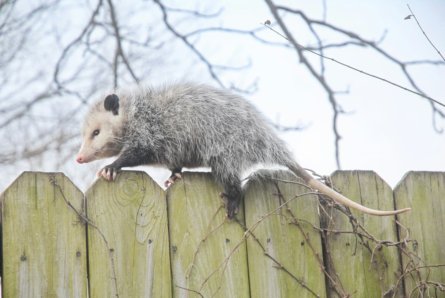 Opossum identification