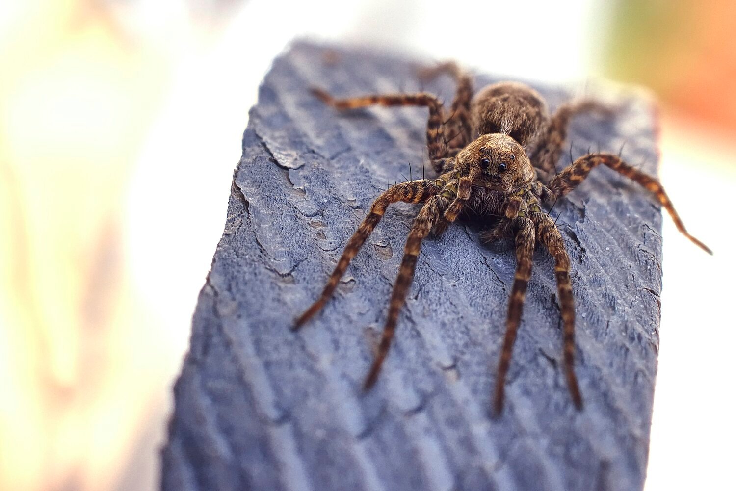 Spider identification