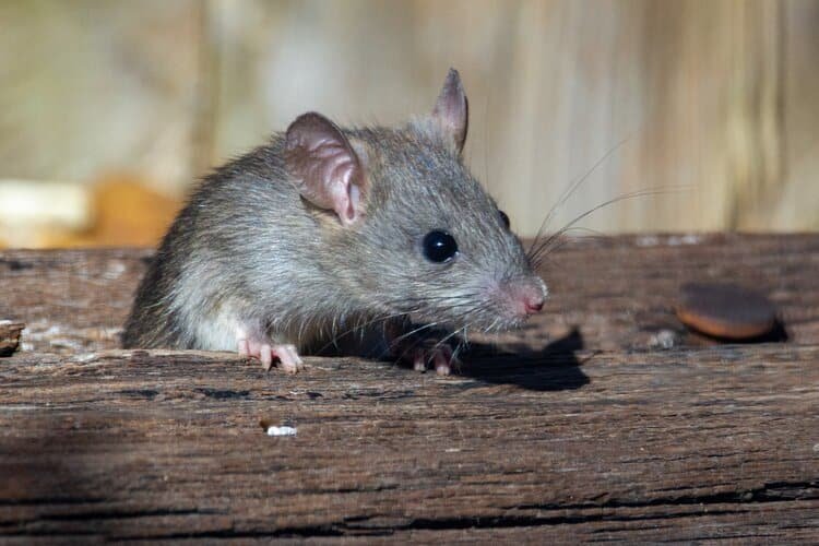 Why Mice Enter Homes in Fall—and How to Keep Them Out All Winter