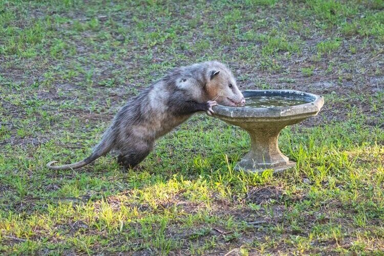 Virginia opossum found in Illinois