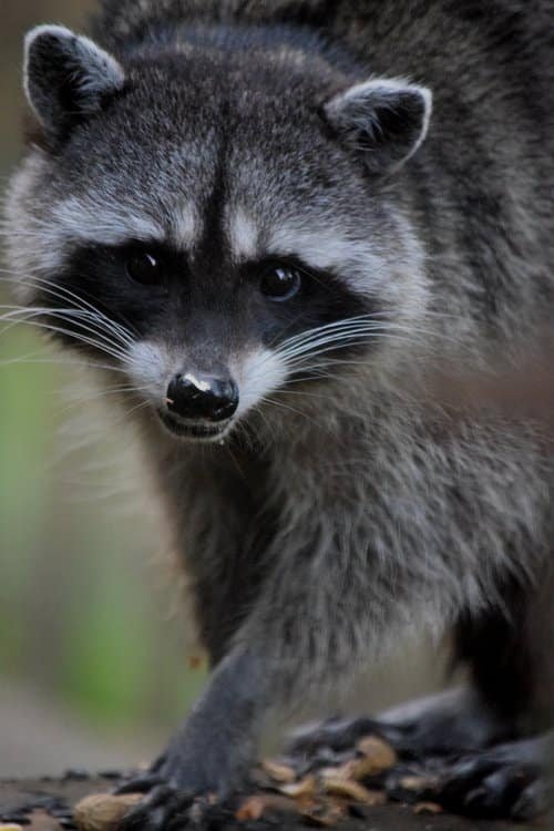 Raccoons found around Illinois homes