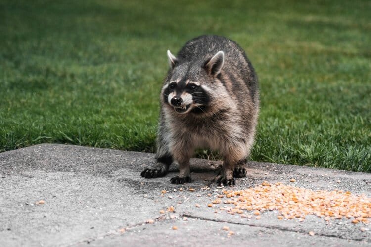 Raccoon identification