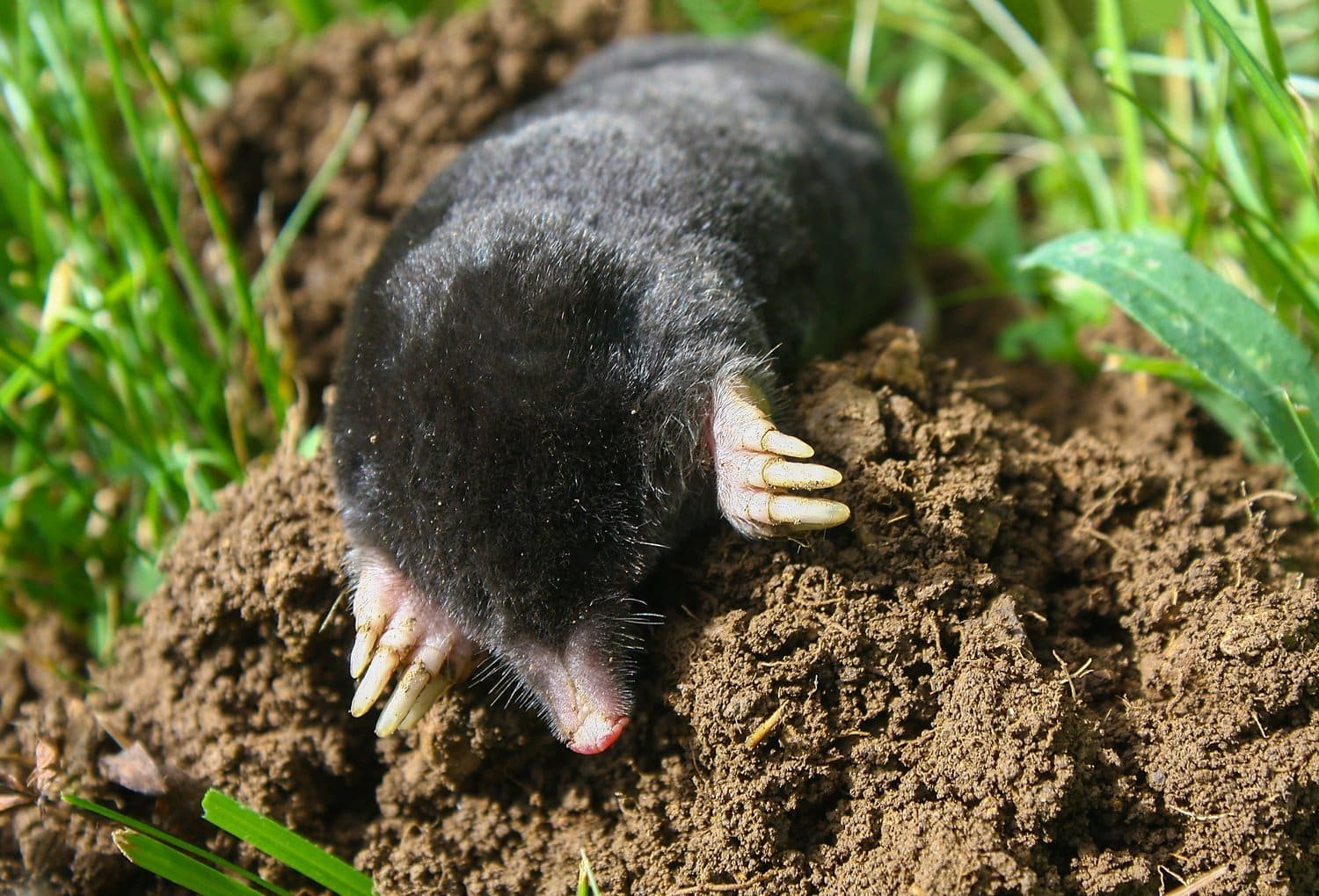 Mole and vole identification