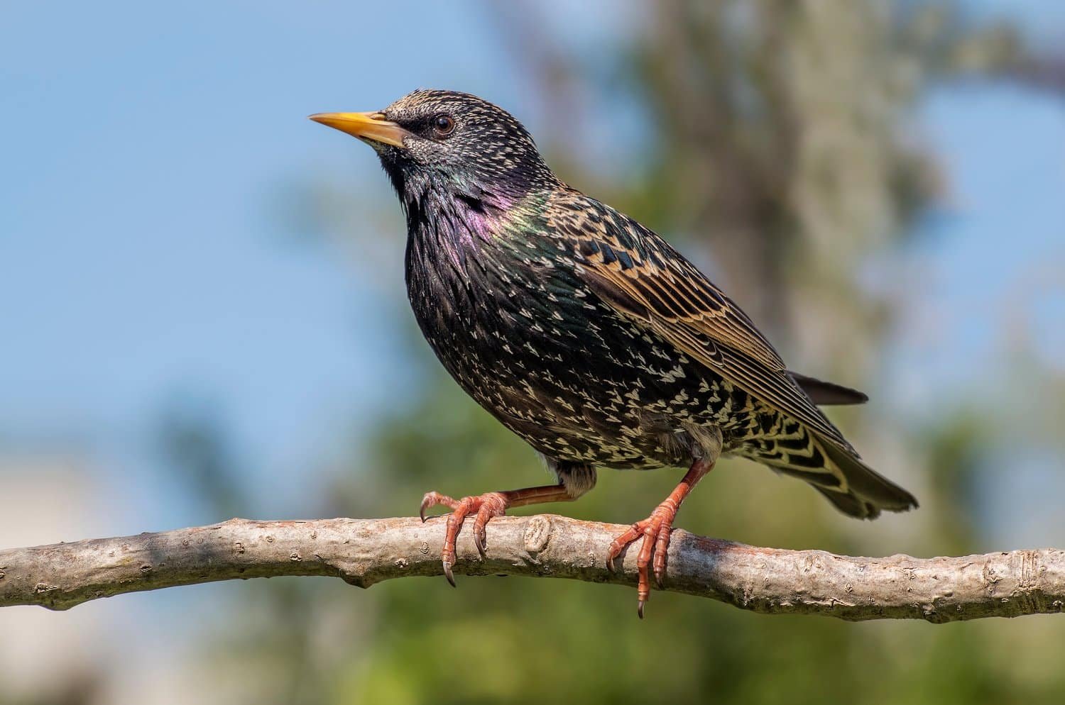 European starling, a common nuisance bird in Northern Illinois