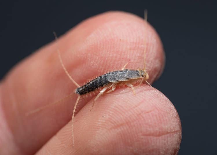 Silverfish control inspection in a home