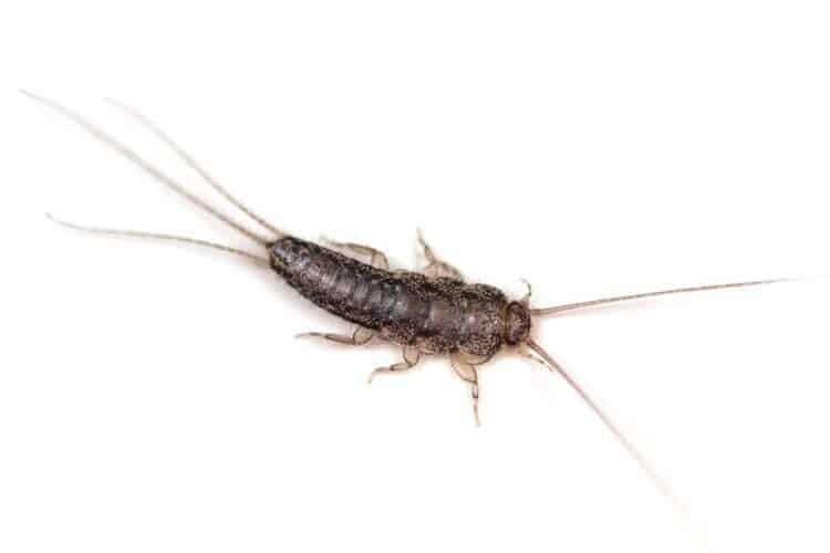 Silverfish identification