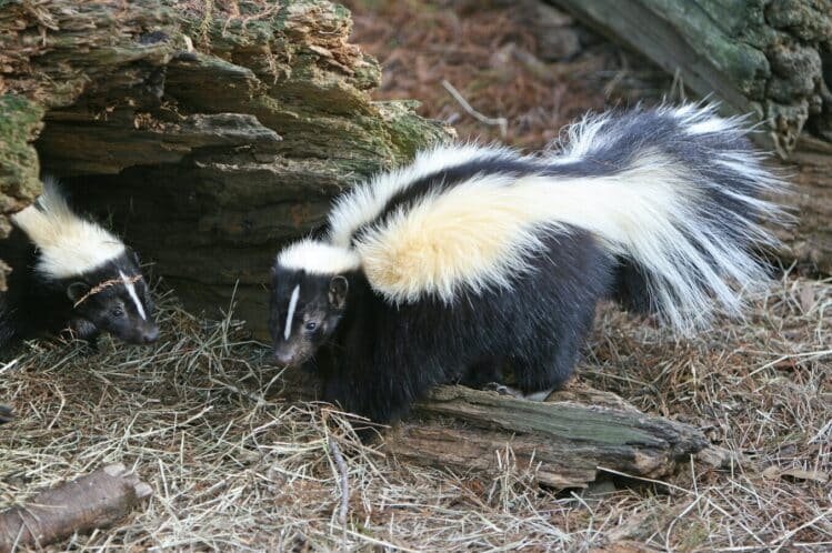 Skunk identification