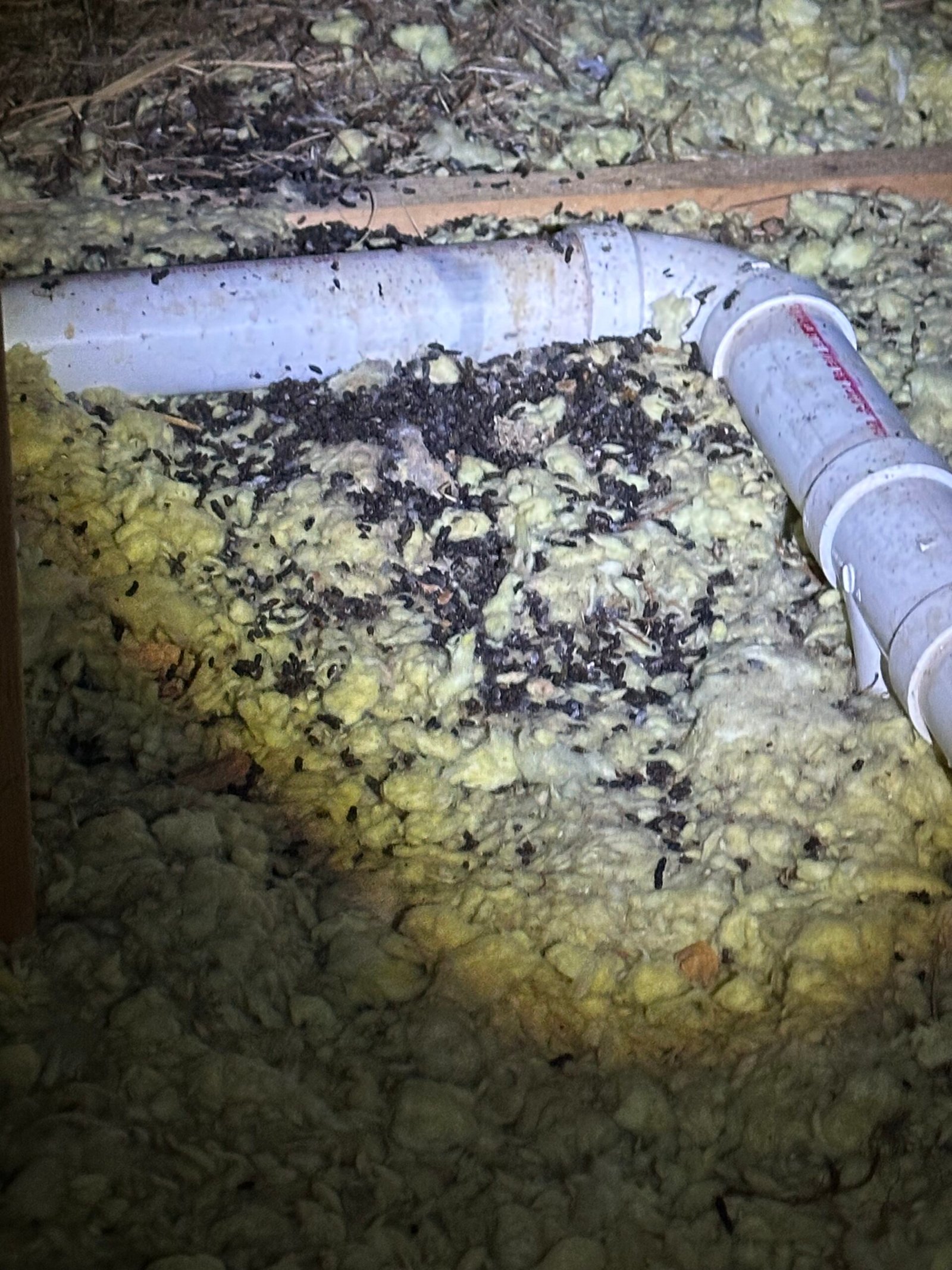 Bat droppings beneath an attic roost