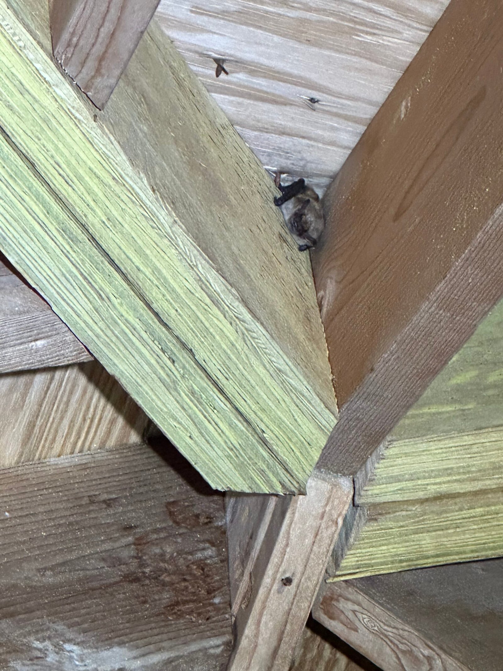 Bats roosting inside an Illinois structure