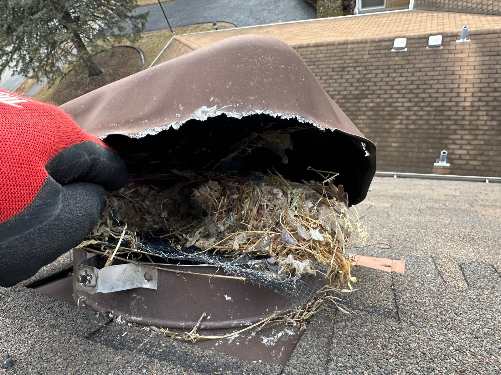 Bird nest built inside an exterior vent