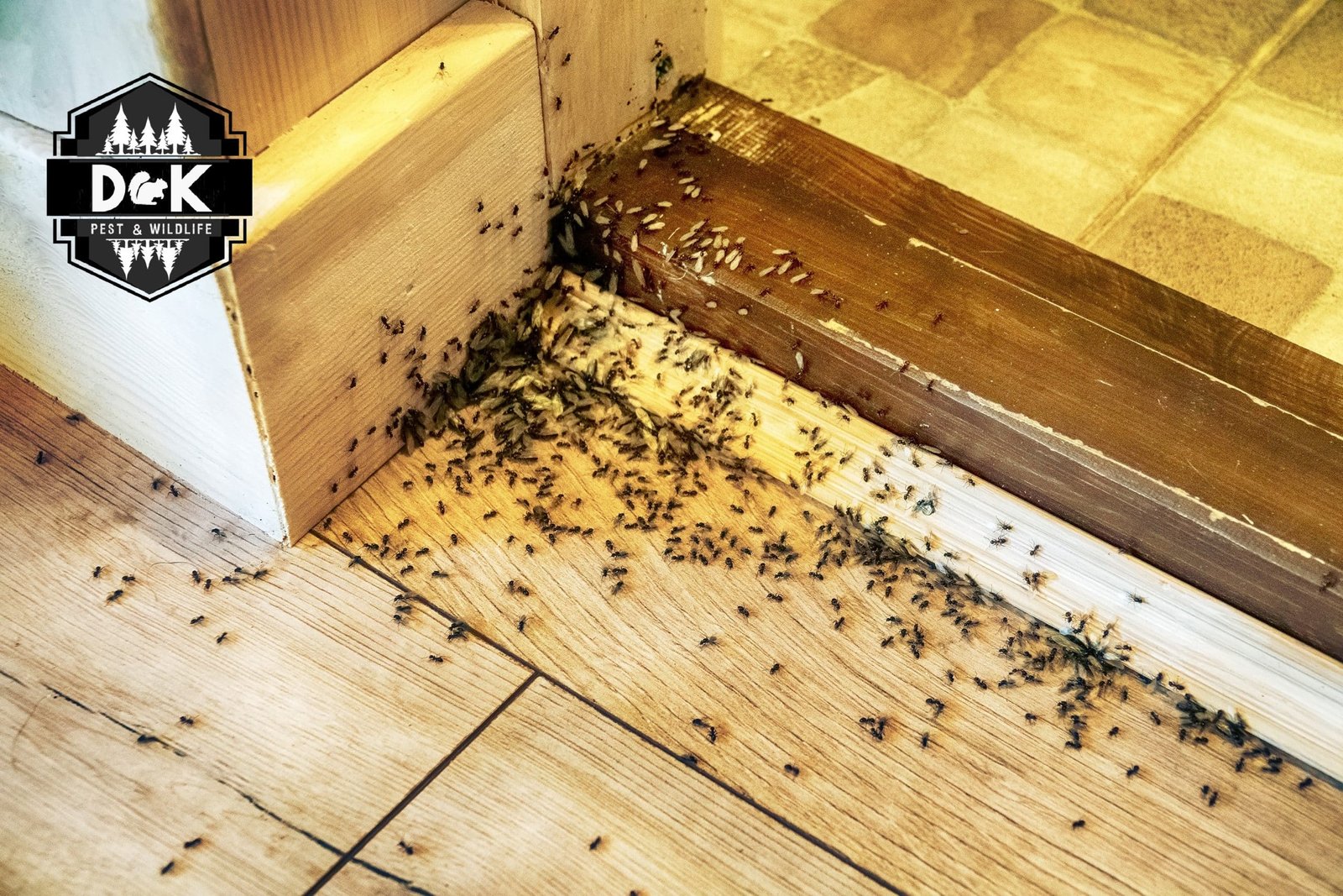 Ant activity in a residential kitchen