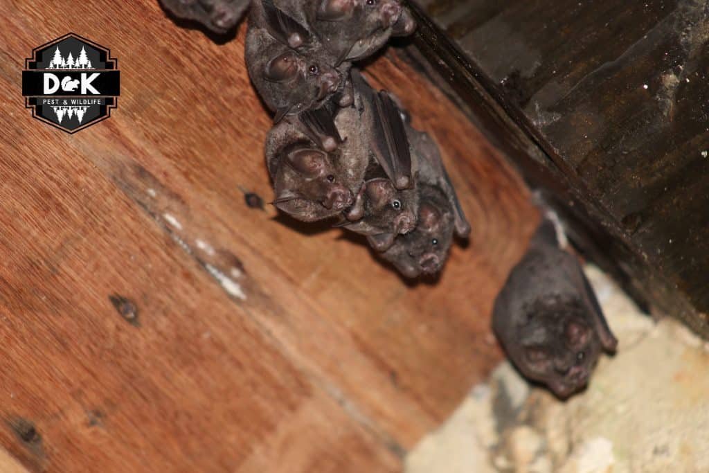 Bat removal Illinois – bats resting in an attic