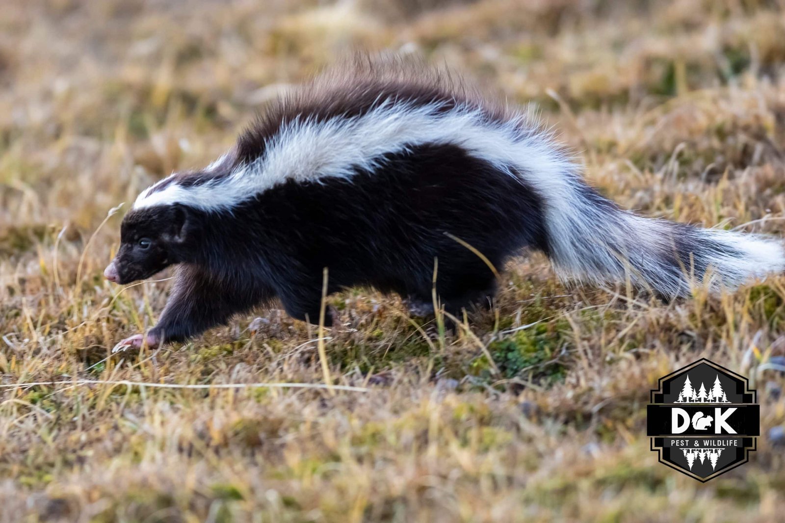 Skunk foraging near a home