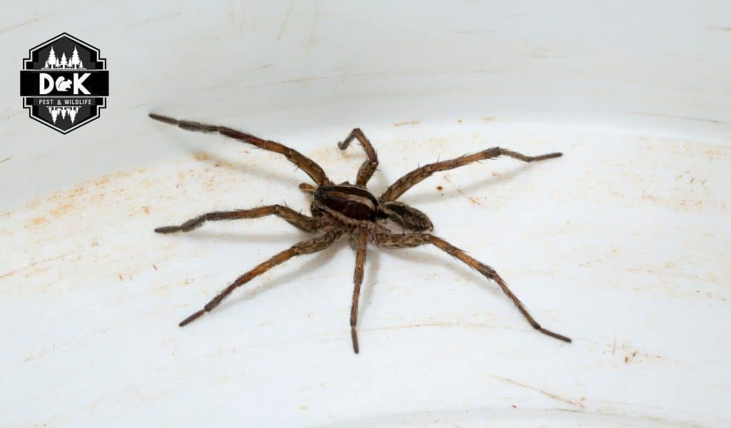 Spider Control near Me, Professional Spider Exterminator
