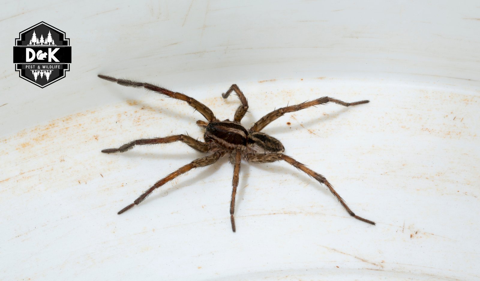 Spider control services