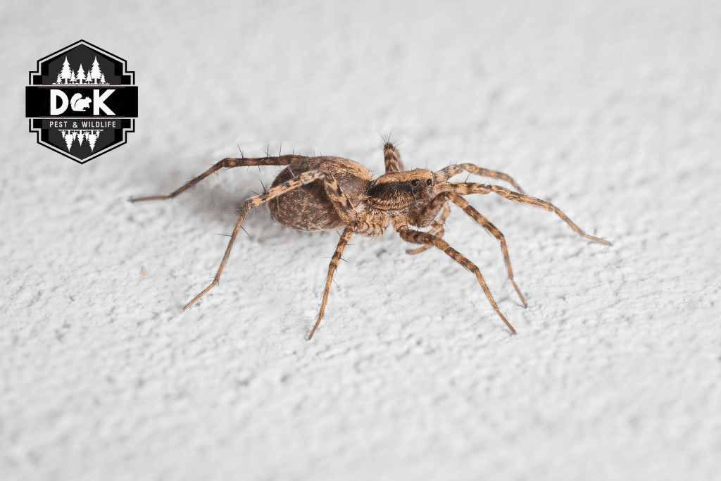 Spider exterminator near me, Professional Spider Control