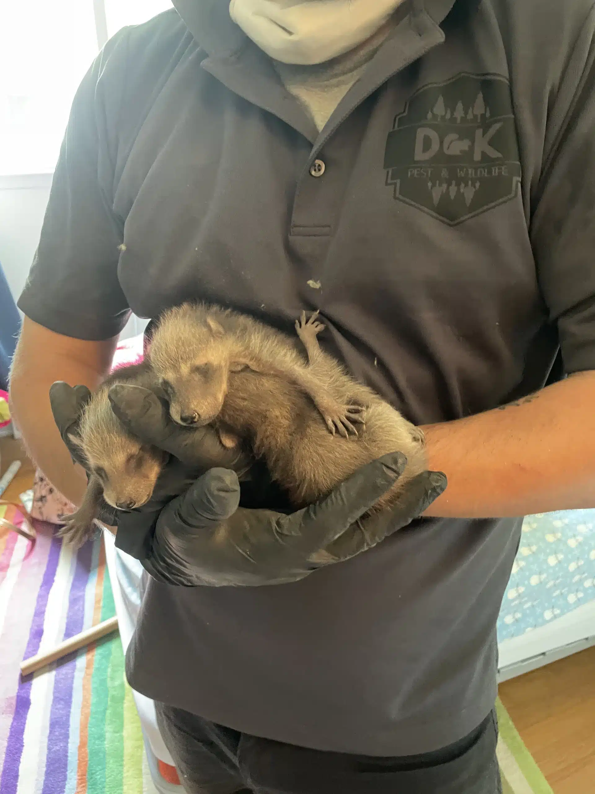 Raccoon Removal. Wildlife Removal