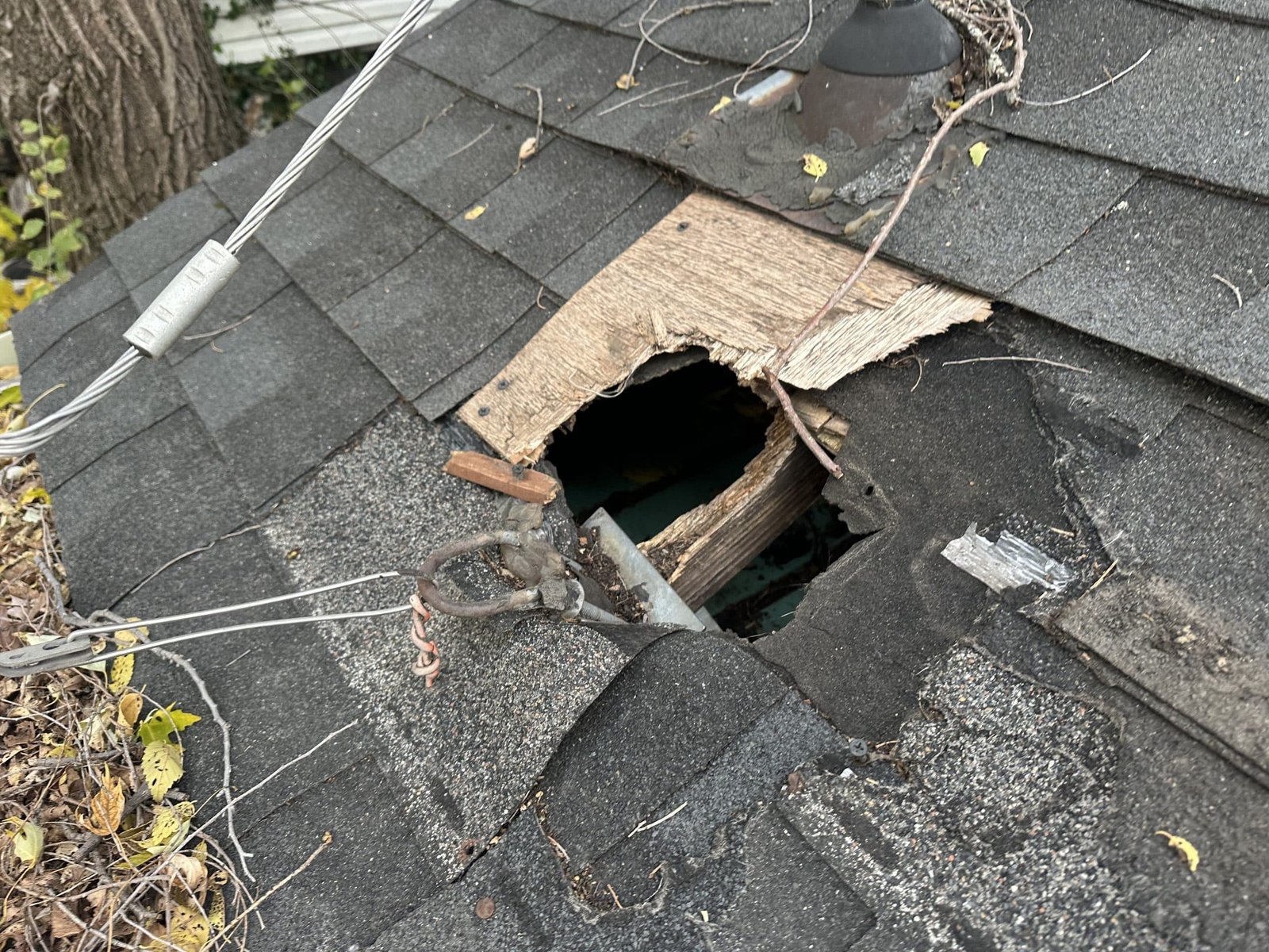 Raccoon damage found during a professional raccoon removal inspection