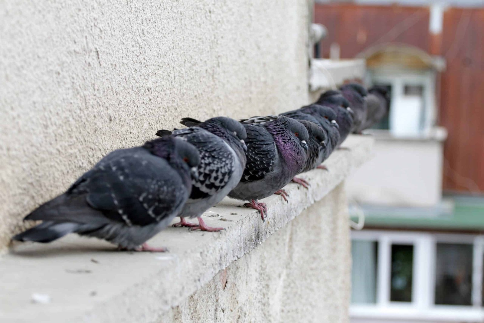 Pigeons roosting along a building ledge