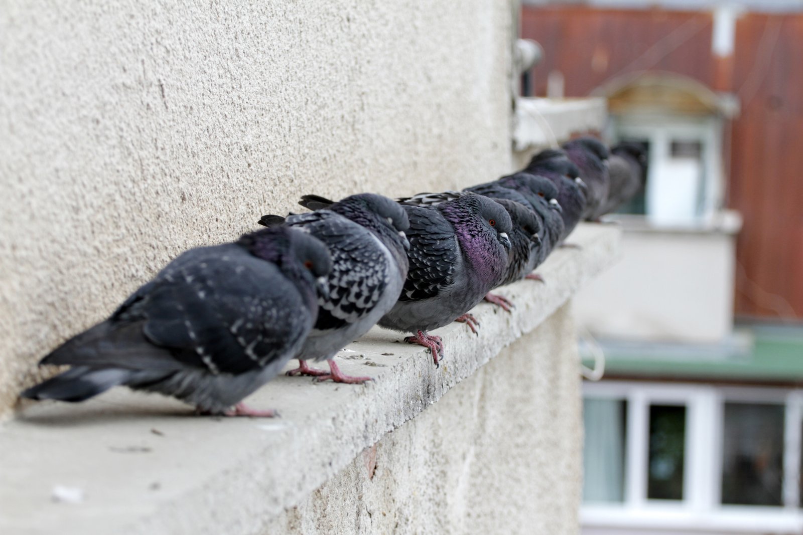 Nuisance bird identification