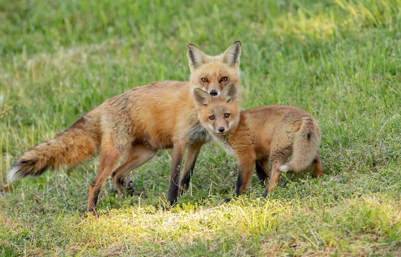 Red fox in Northern Illinois habitat
