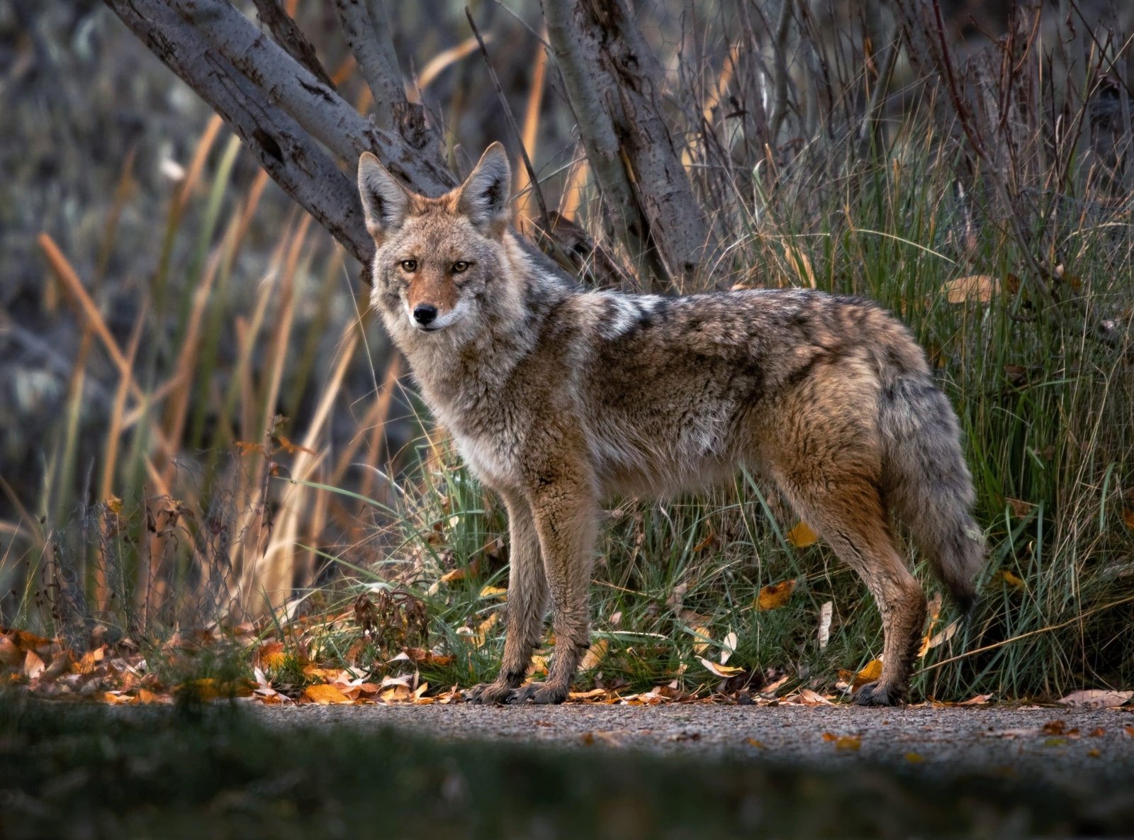 Coyote in Illinois habitat