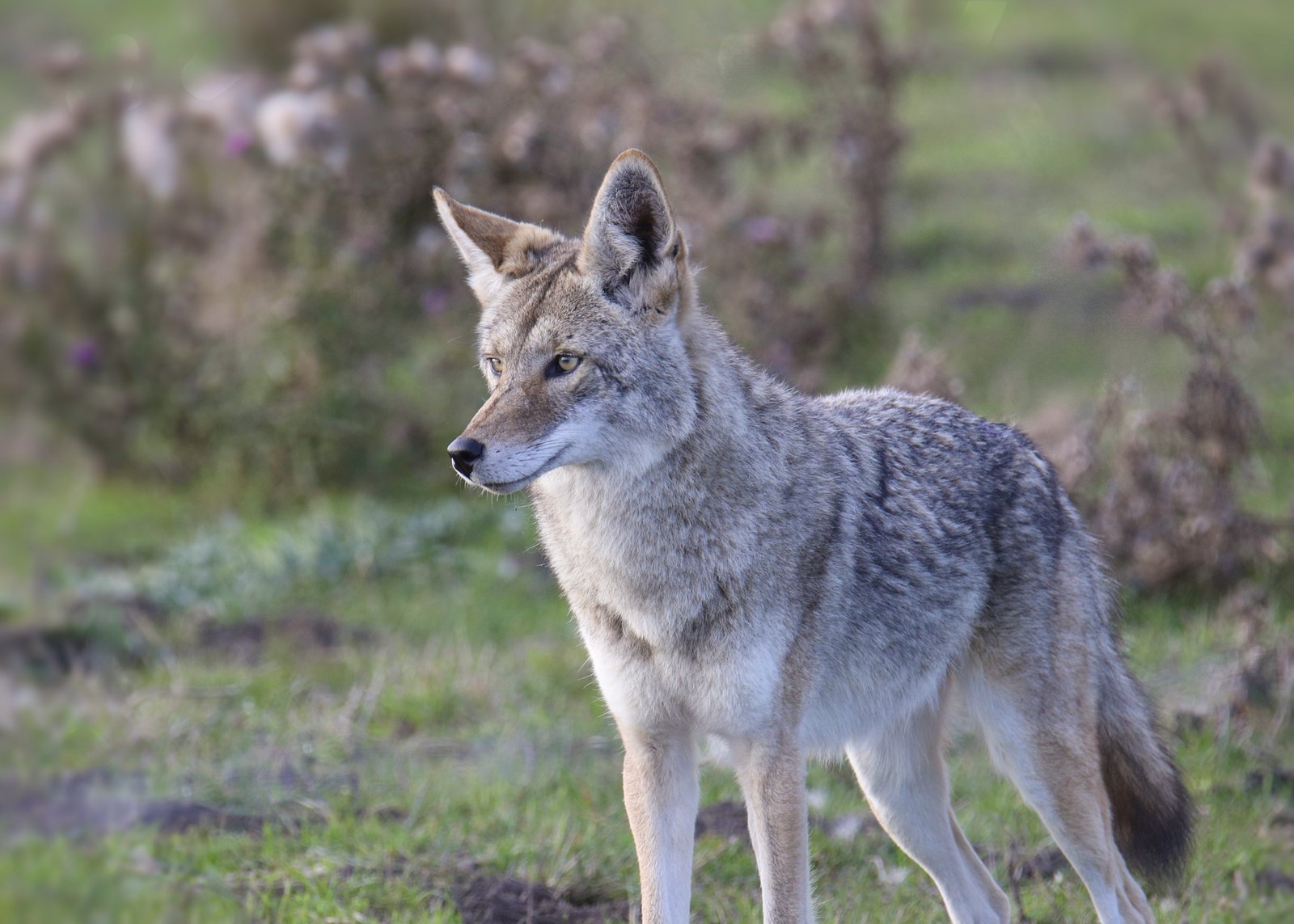 Fox and coyote identification