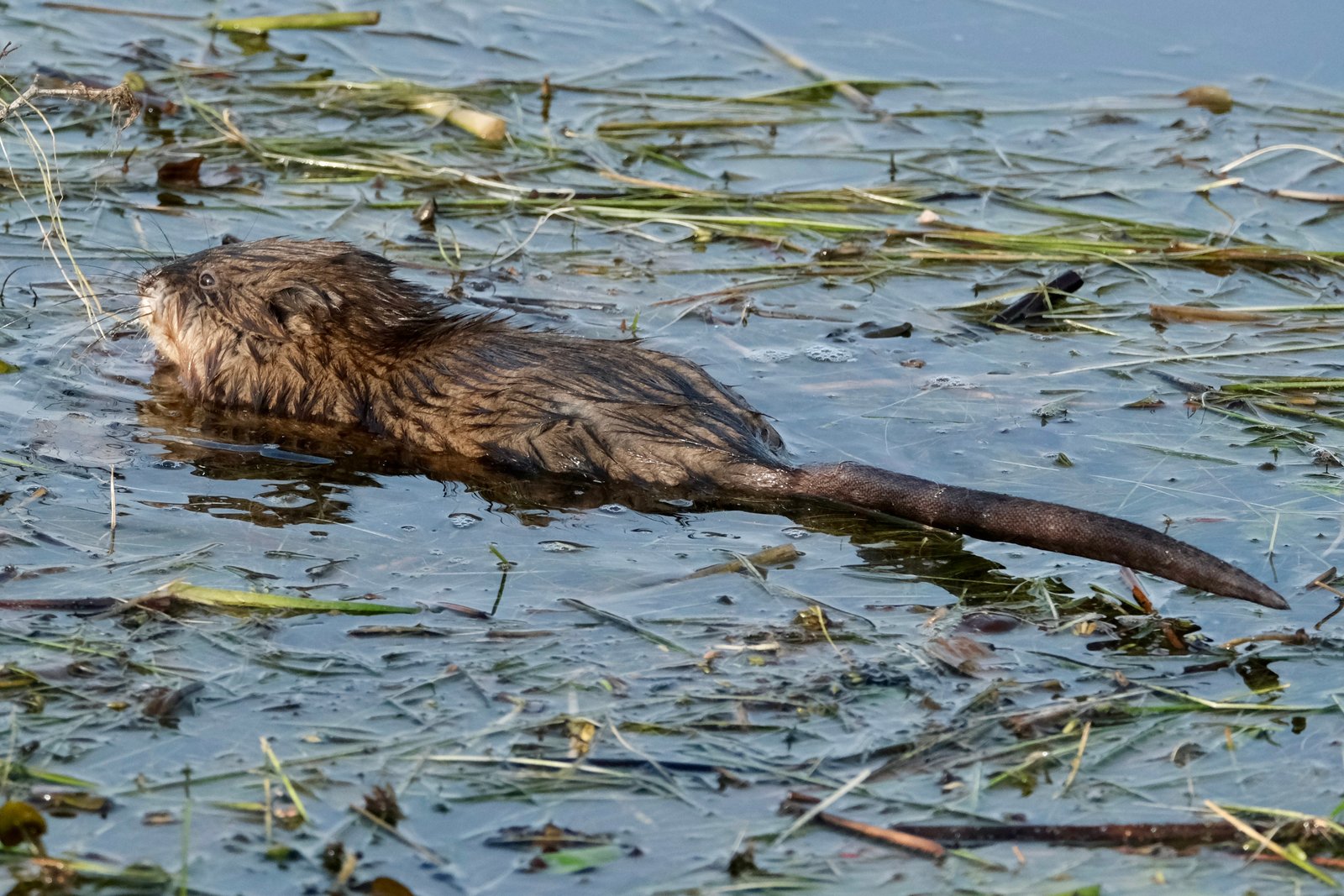 Muskrat identification