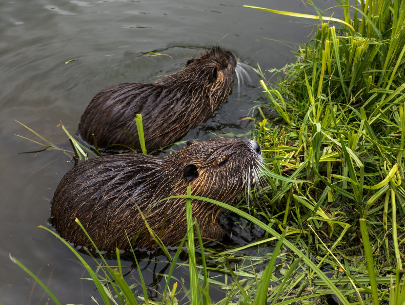 Beaver identification