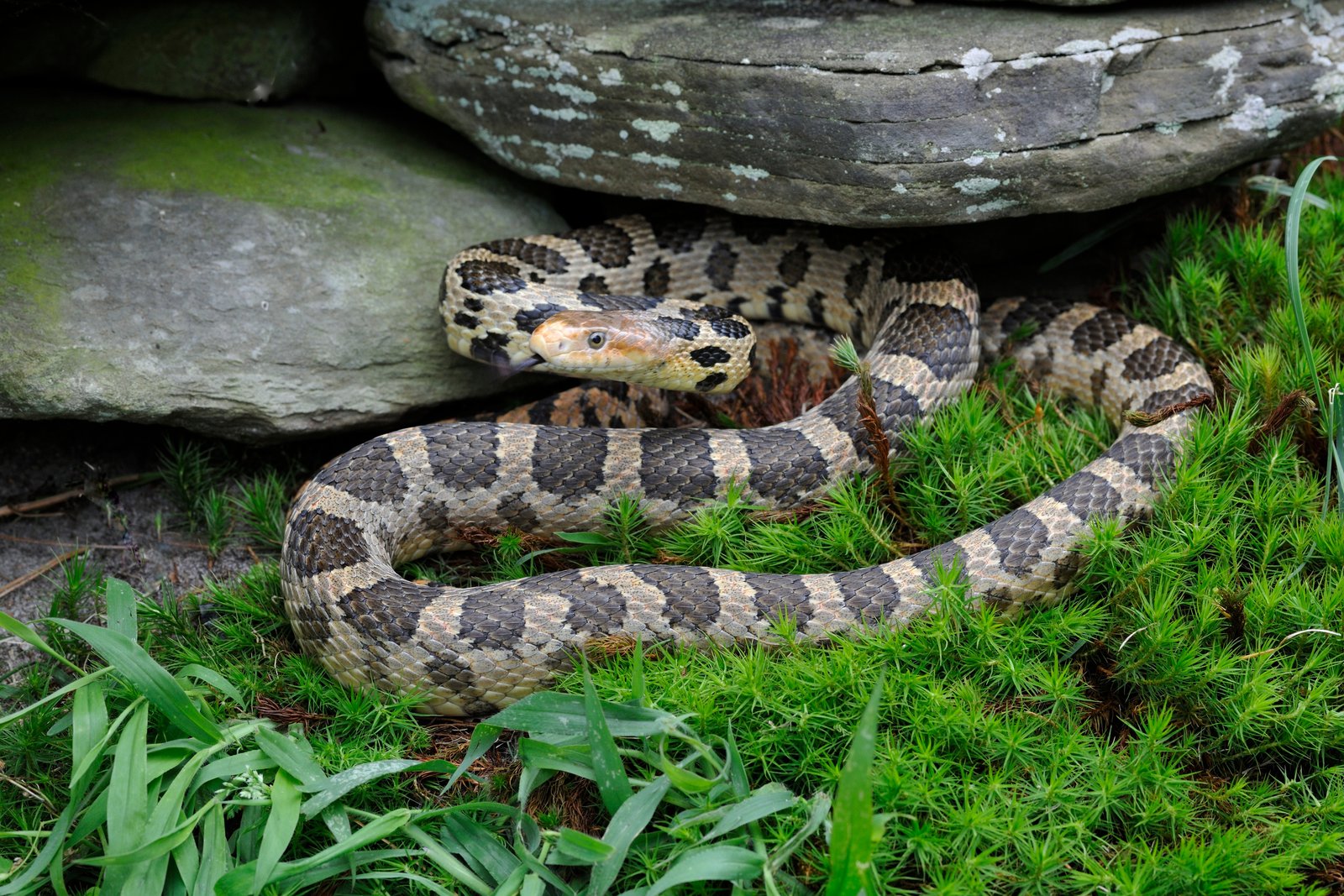 Illinois snake identification