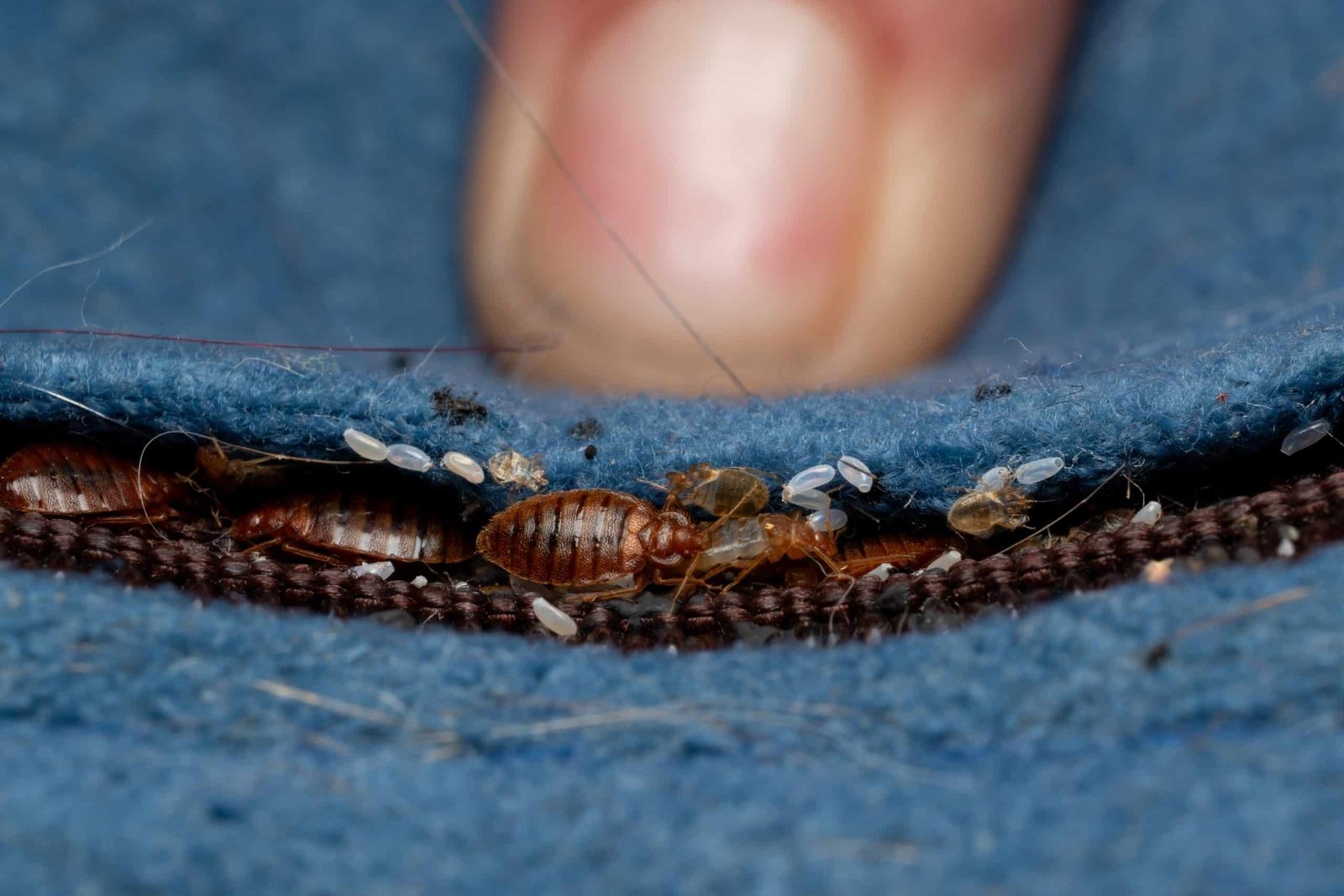 Bed bug adults, nymphs and eggs along a fabric seam