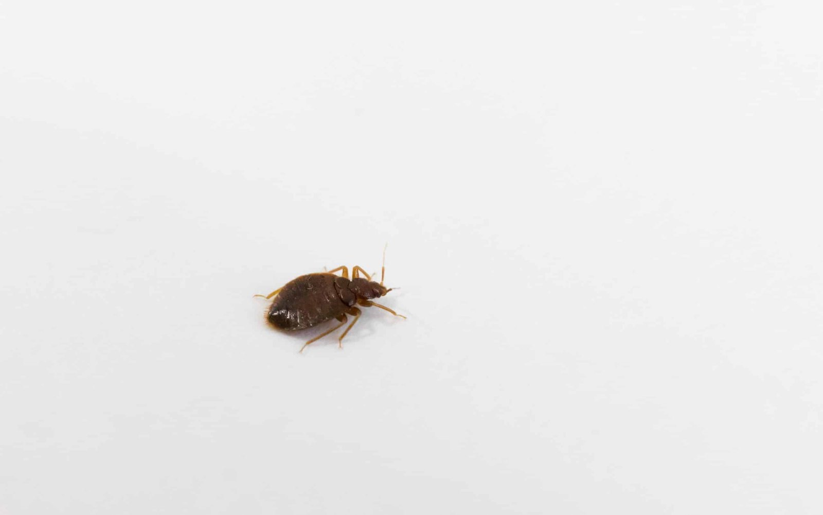 Adult bed bug on a light background for identification