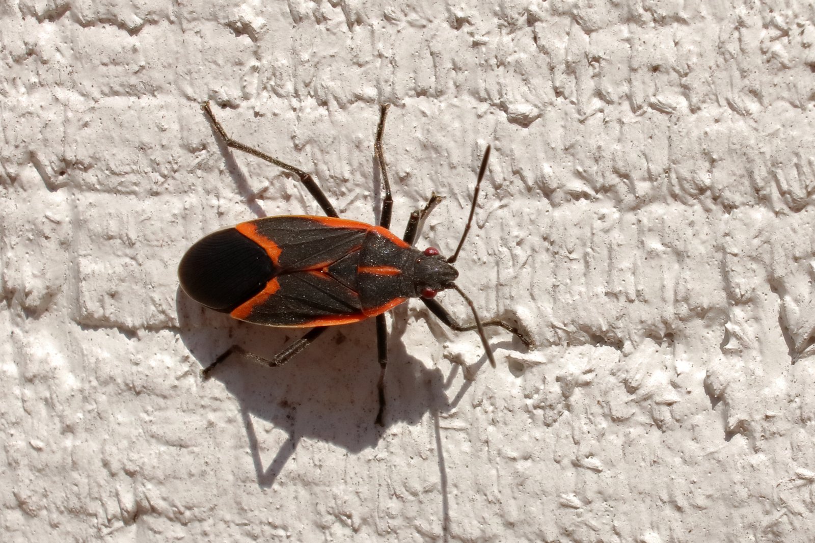 Boxelder bug and Asian beetle identification