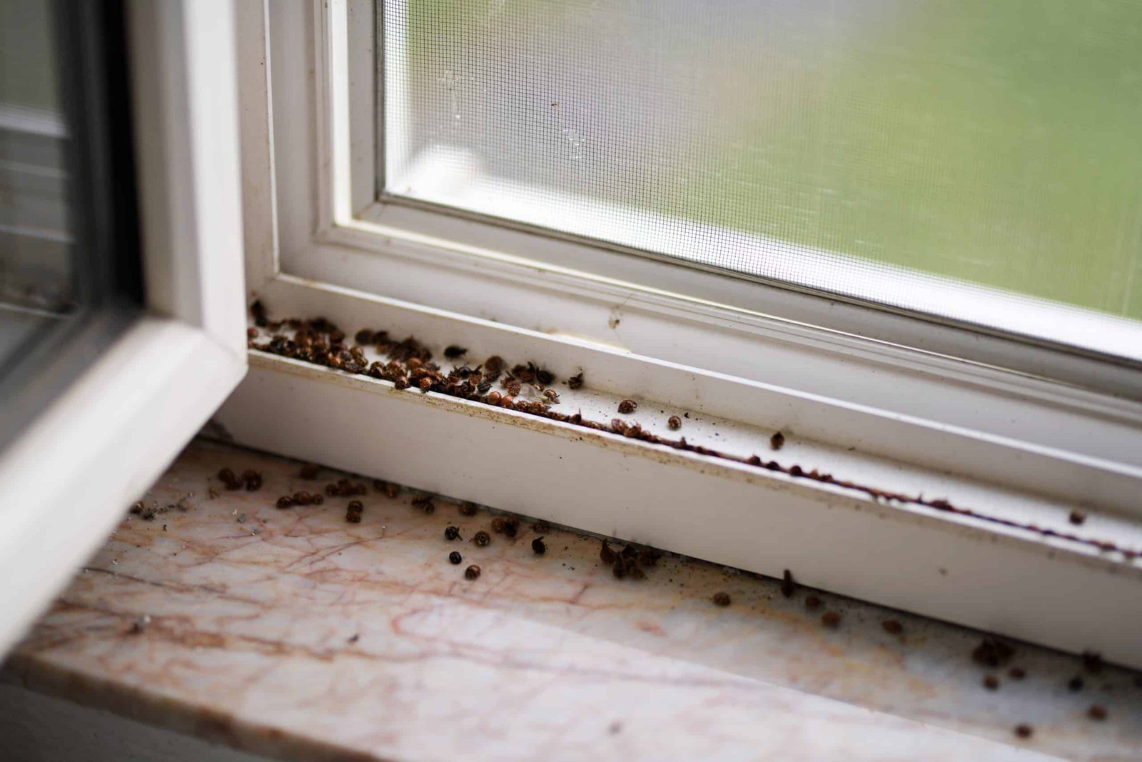 Asian lady beetles gathering at a window