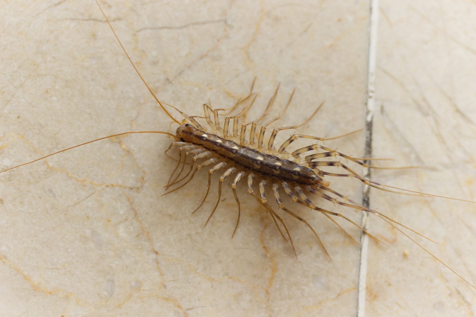 House centipede identification